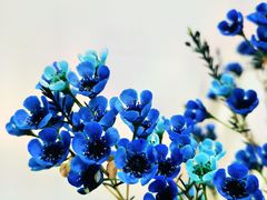 -双季花艺园艺市场(浦东店)
