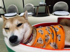 -逗柴咖啡屋·狗咖猫咖宠物桌游