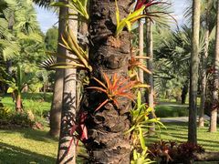 -中国科学院西双版纳热带植物园