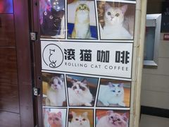 -滚猫咖啡·猫咖·猫友好撸猫(未来城店)