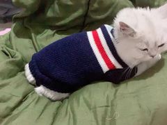 -喵zoo家庭繁育猫舍(尖东智能花园店)