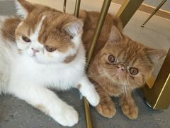 -飞行喵MR PILOT|猫舍·猫咖(静安大融城店)