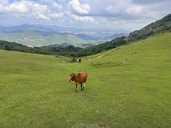 -大姆山草场