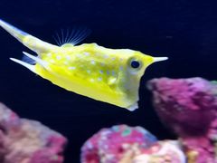 -上海海洋水族馆