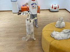 -1013 PET SHOP精品宠物商店(丁香店)