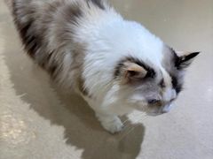 -藏猫猫咖啡主题馆(中央大道店)