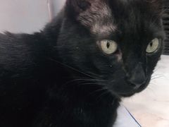 -喵园·猫主题咖啡厅·撸猫·猫咖(国贸店)