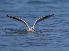 -东戴河风景区-止锚湾