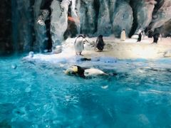 -帝企鹅自助餐厅•儿童岛•真企鹅(长隆企鹅酒店)