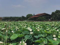 -荷塘月色湿地公园·向阳花洲