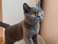 -有喵·猫咖·狗咖·30几只猫10只小狗(岗厦店)