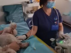 -北京观赏动物医院·24小时大型综合·猫专科·异宠专科