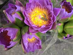 -循礼门鲜花花市(武汉循礼门店)