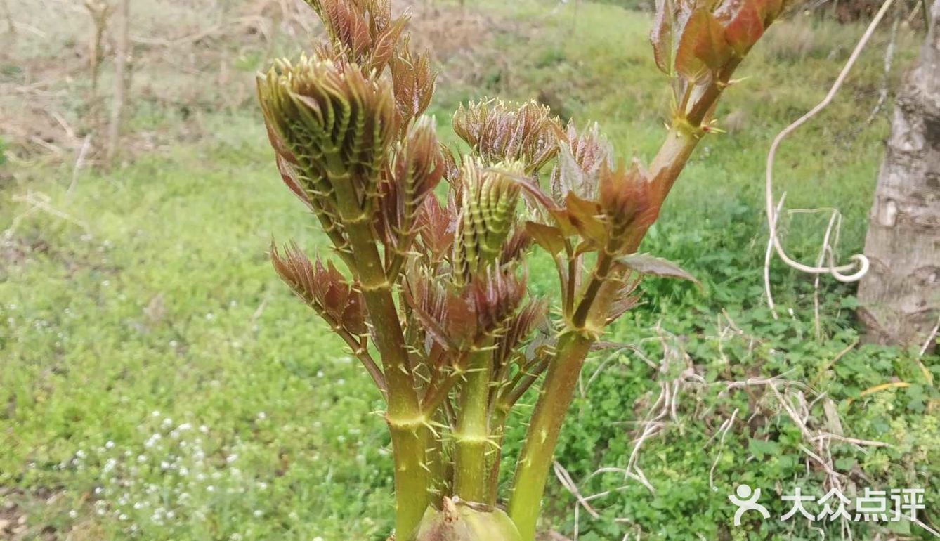 春芽,俗称刺椿,云南特色的一种树头菜,三四月发芽