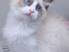 -lincat·猫舍(广州店)