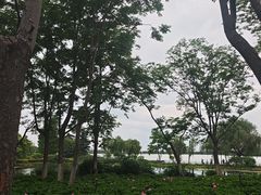-金银湖国家城市湿地公园
