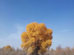-金塔沙漠胡杨林景区