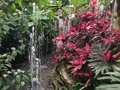 -呀路古热带植物园