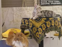 -平行世界·猫咖(首经贸店)