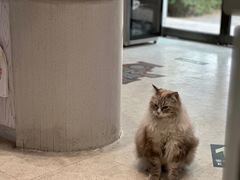 -纳吉亚猫专科动物医院·北北分院