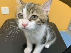 -美联众合动物医院(·中兽医·疑难杂症·严家桥分院)