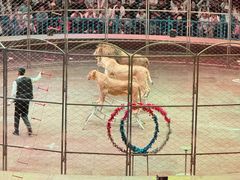 -俄罗斯国家大马戏团