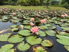 -中国科学院西双版纳热带植物园