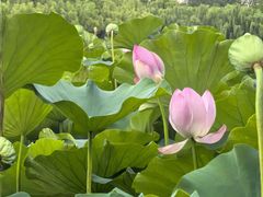 -莲花池公园