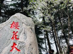 -武汉大学-樱园