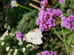 -上海市惠民中学