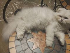 -猫猫幼稚园·撸猫·桌游·电玩