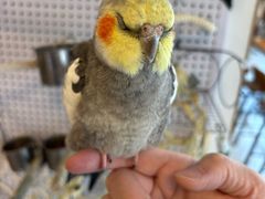 -吉丁鸟咖·异宠·寄养