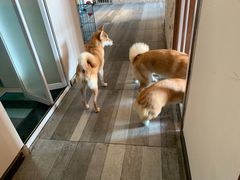 -豆柴町-柴犬主题狗咖(红鼎国际C座店)