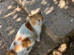 -十里琅珰