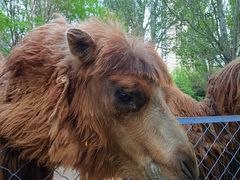 -长白岛森林公园