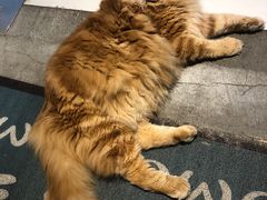 -藏猫猫咖啡主题馆(中央大道店)