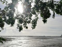 -宝安西湾红树林湿地公园