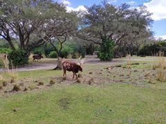 -奥兰多迪士尼动物王国乐园