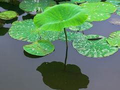 -前关湿地公园