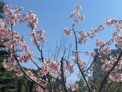 -钦赐仰殿道观