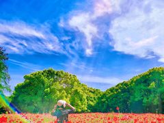 -上海共青森林公园