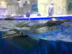 -华夏文旅海洋公园