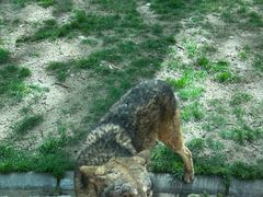 -北京野生动物园