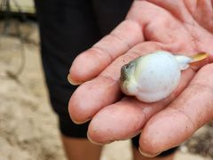 -北海金海湾红树林生态旅游区