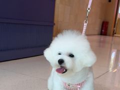 -帕帕拉兹宠物(亚洲旗舰店)