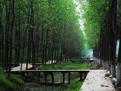 -合肥滨湖国家森林公园