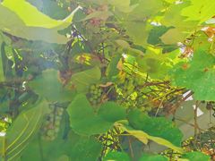 -时光花园(白鹭洲店)