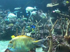 -西雅图水族馆