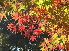 -上海瑞金洲际酒店