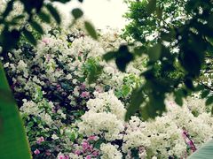 -深圳国际园林花卉博览园